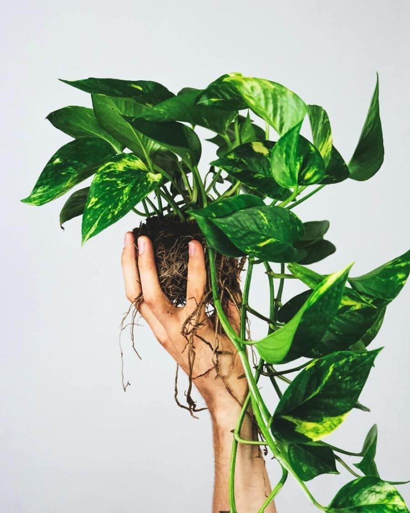 How to make pothos plant grow faster