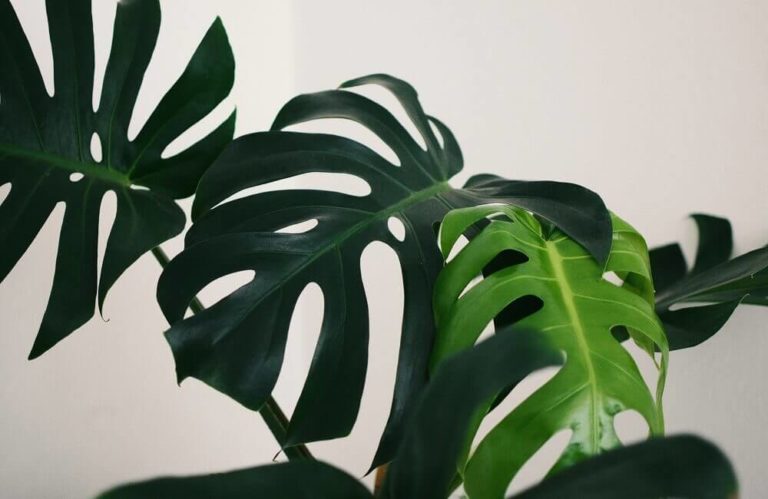 How much light does monstera plant need