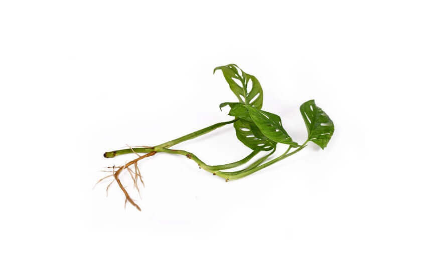 Monstera Aerial roots