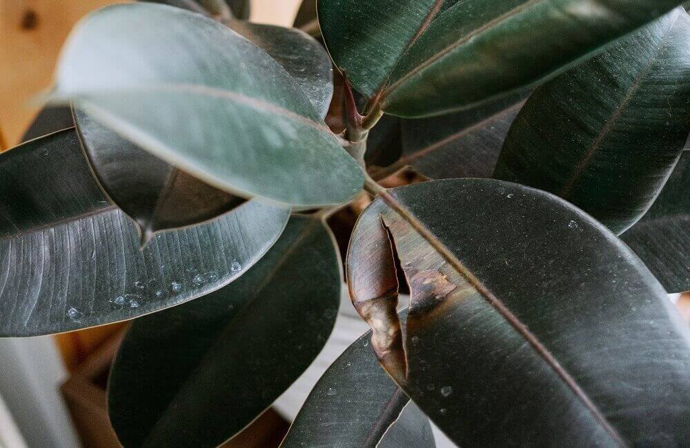 Rubber plant leaves turning brown