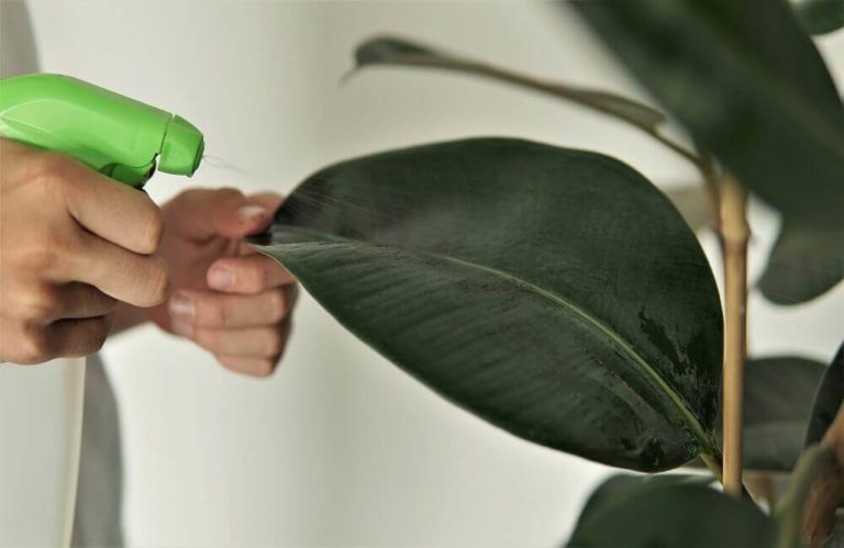 Rubber plant or ficus elastica water requirements
