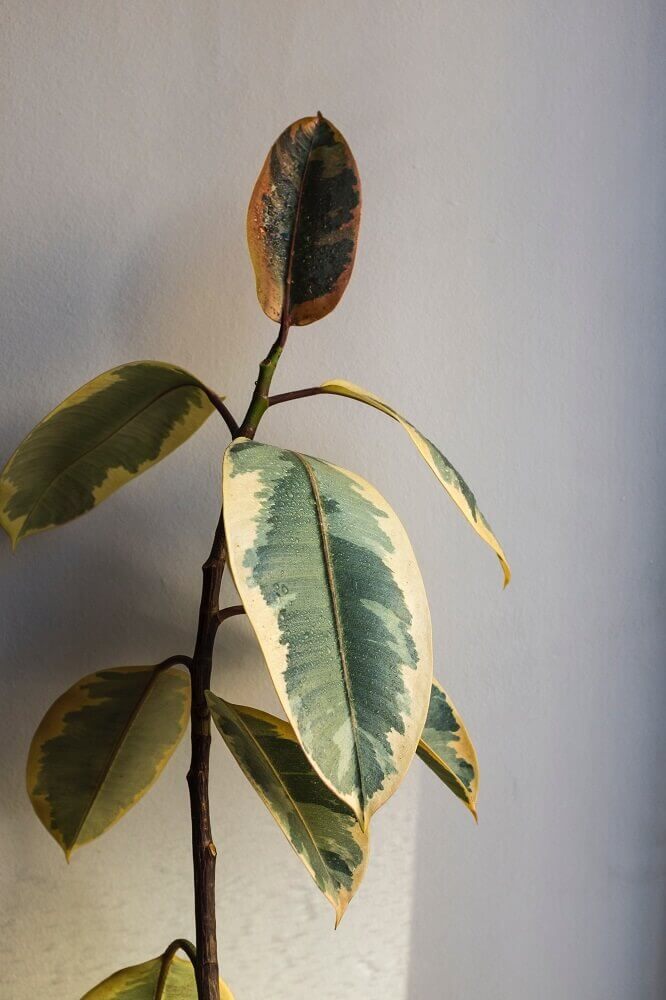 why is my rubber plant leaves turning brown