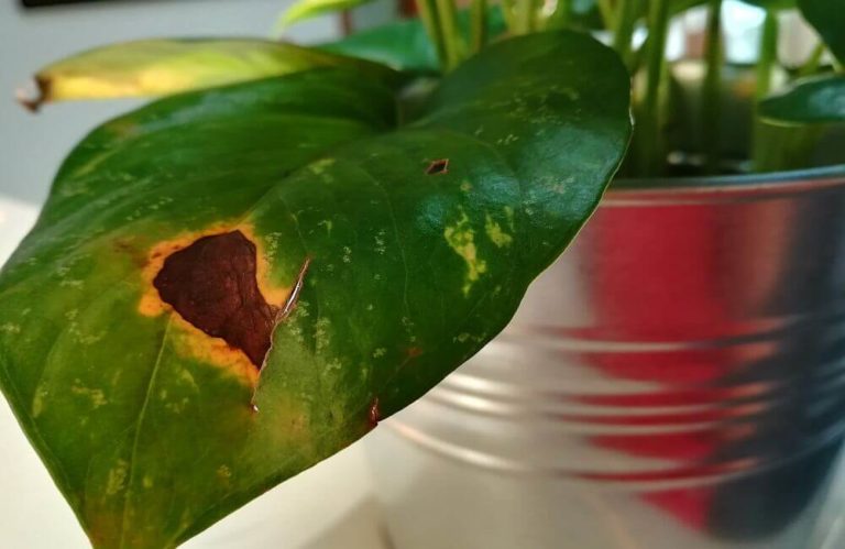 How to revive dying pothos plant