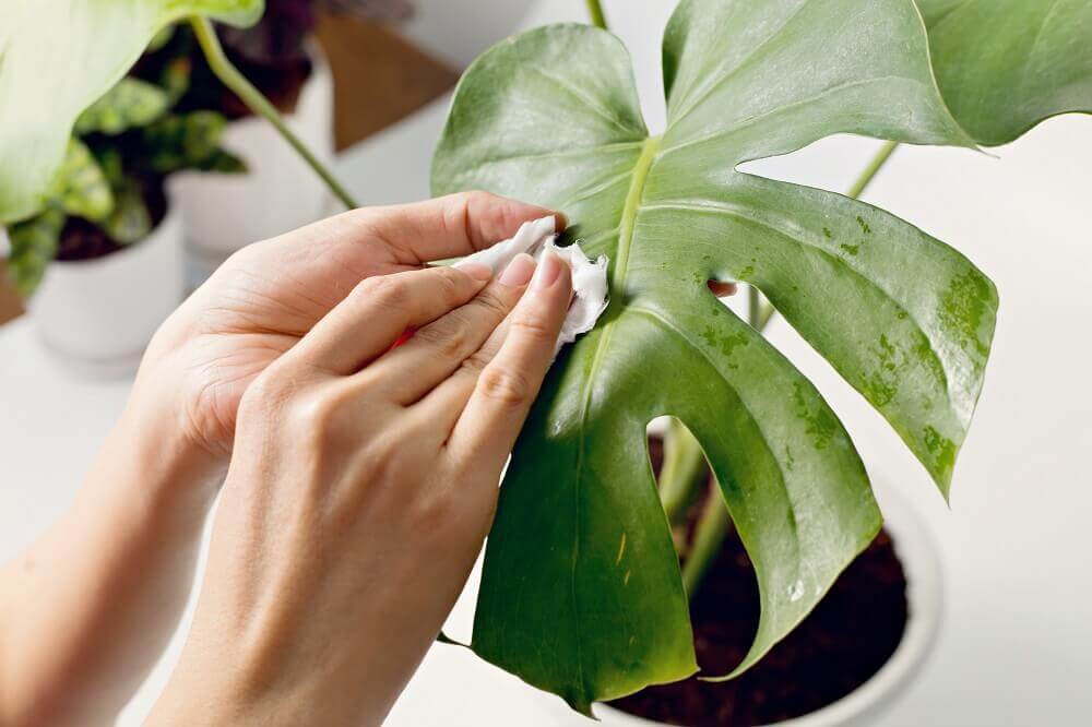 How to clean monstera leaves