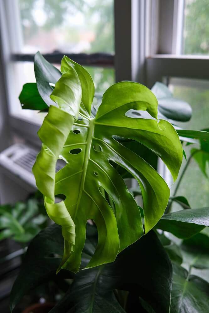 Monstera plant leaves curling