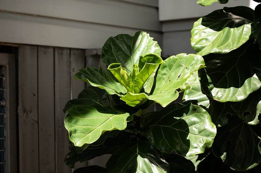 Can I put fiddle leaf fig plant outside