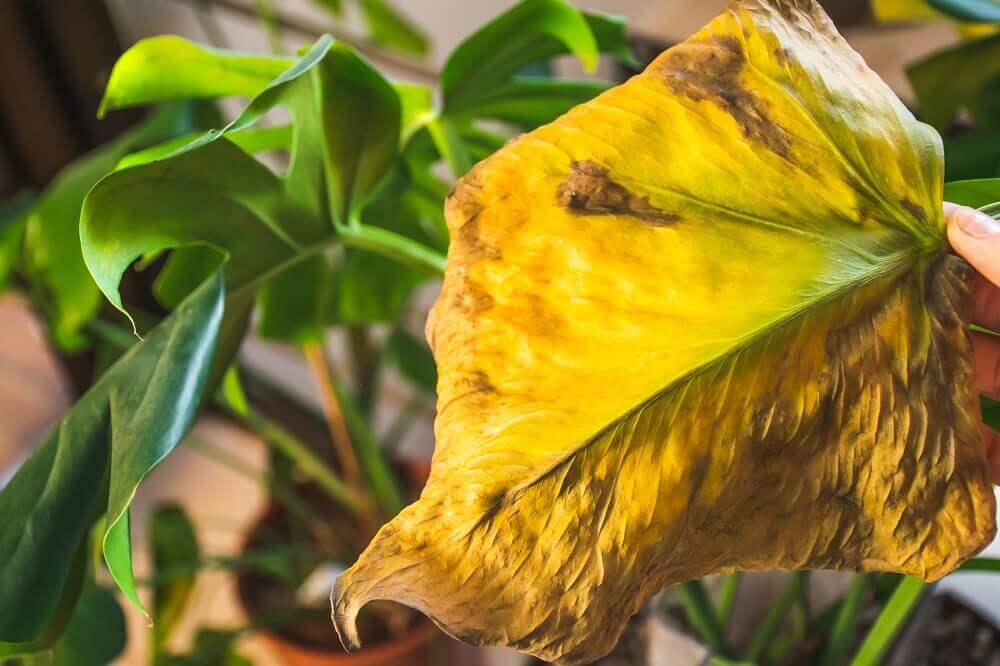 Yellow monstera leaves