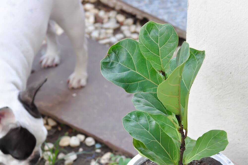 Are Fiddle Leaf Fig Figs Toxic To Pets