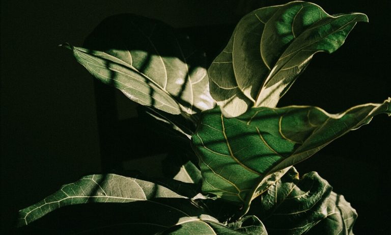 How To Take Care Of A Fiddle Leaf Fig In The Winter