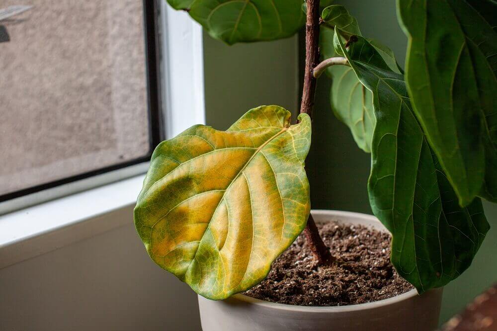 how to save a Fiddle leaf fig from dying