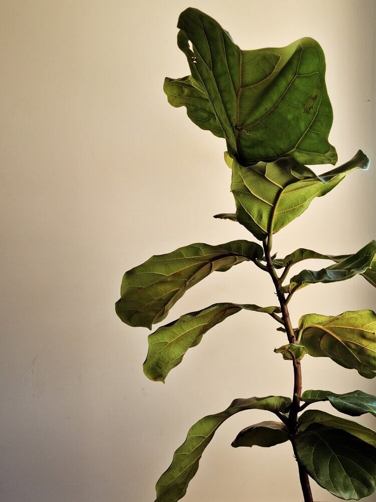 signs fiddle leaf fig is dying