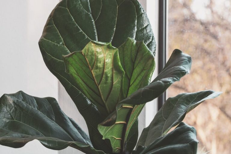 How Much Light Do Fiddle Leaf Figs Need