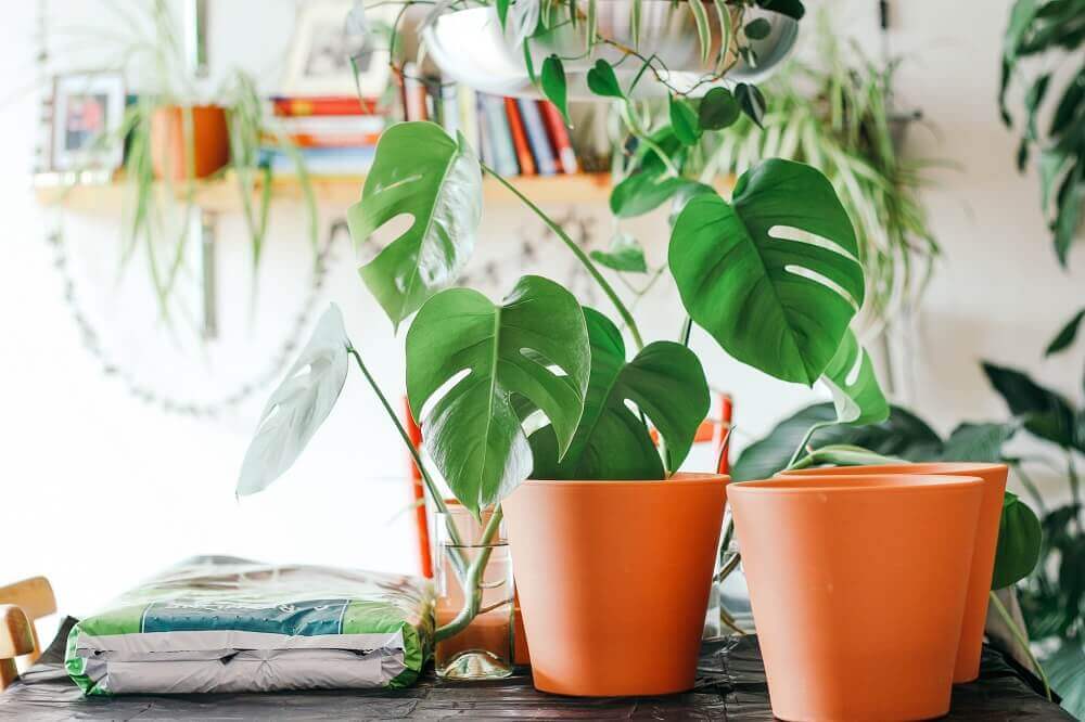 Where to place a monstera plant home and office