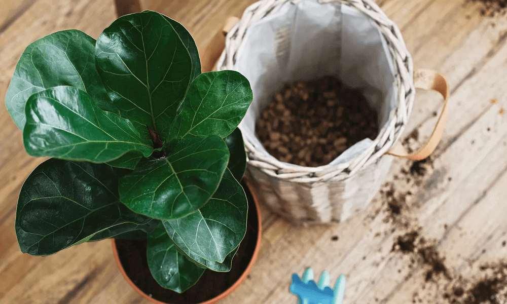 best soil for fiddle leaf fig