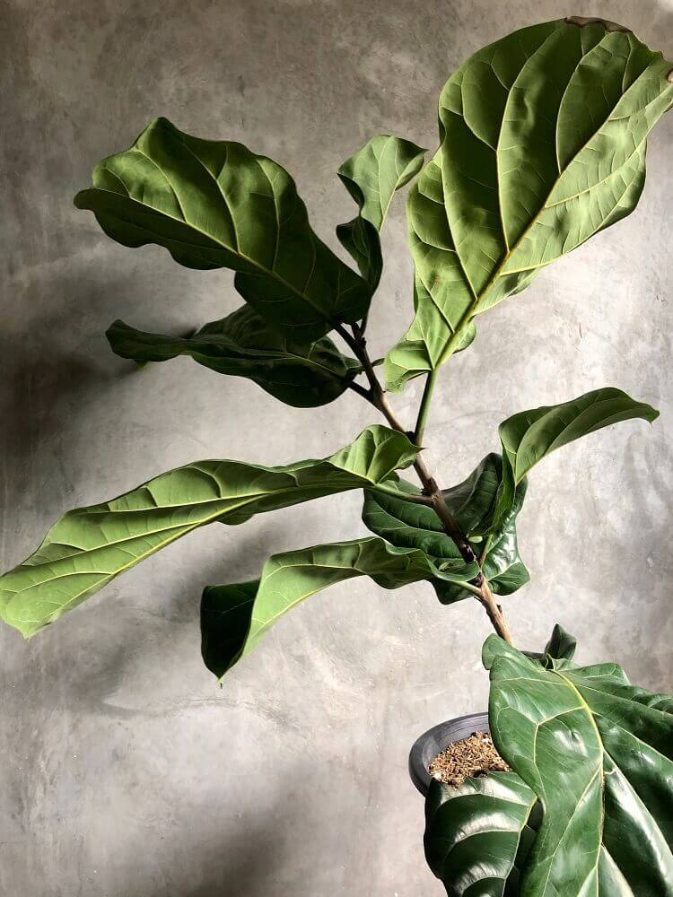 Fiddle leaf fig drooping