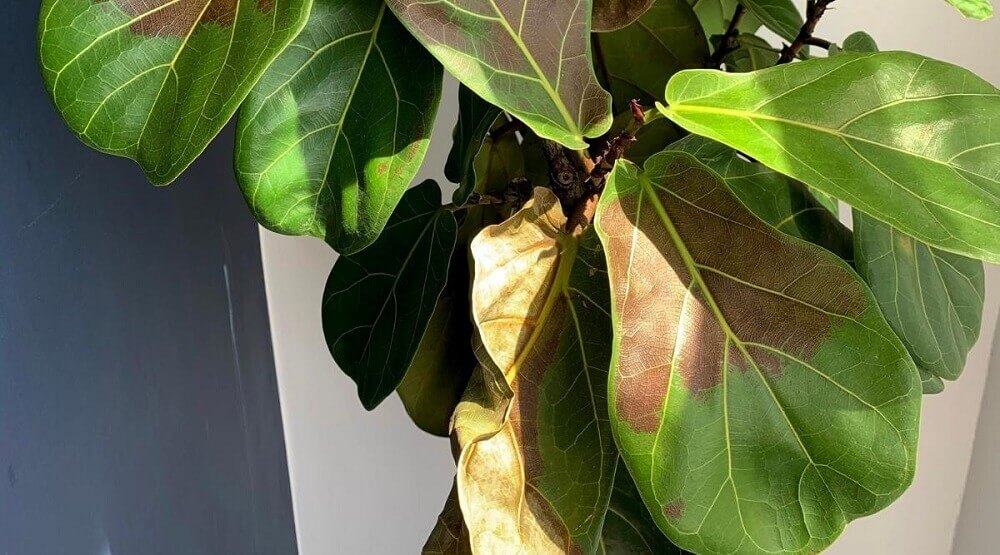 Fiddle leaf fig sunburn