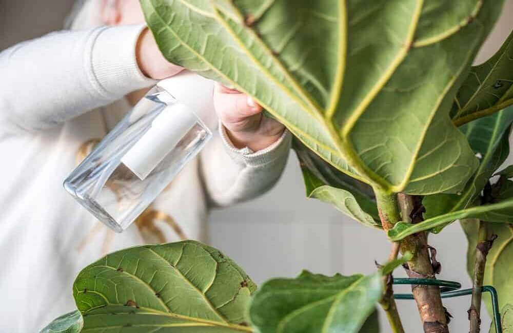 Fiddle leaf fig water requirements