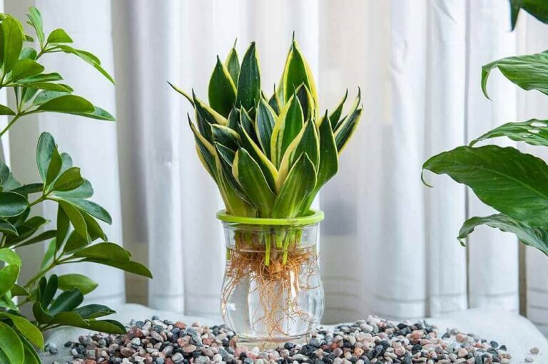 Can snake plant grow in water