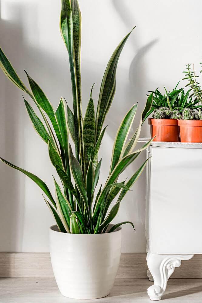 What to do when snake plants get too tall